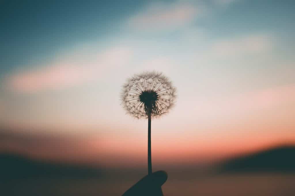 Dandelion